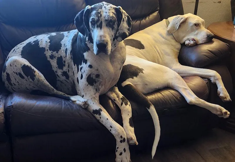 Beau  BONDED PAIR thumbnail 2
