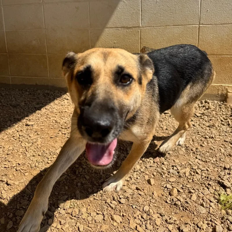 An adult large-sized female German Shepherd Dog dog named Unitey for adoption in LOXAHATCHEE, FL