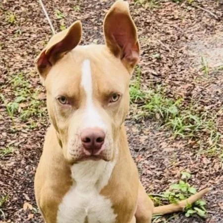 An adult large-sized male Brown / Chocolate Mixed Breed dog named Beau for adoption in Williston, FL
