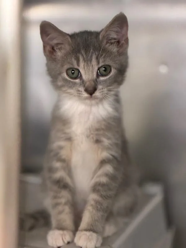 A young medium-sized female Tabby (Gray / Blue / Silver) Domestic Short Hair cat named Ursa for adoption in Cincinnati, OH