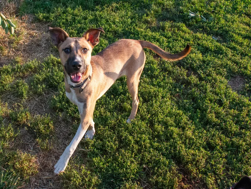 Mr. Luigi the Sweetheart