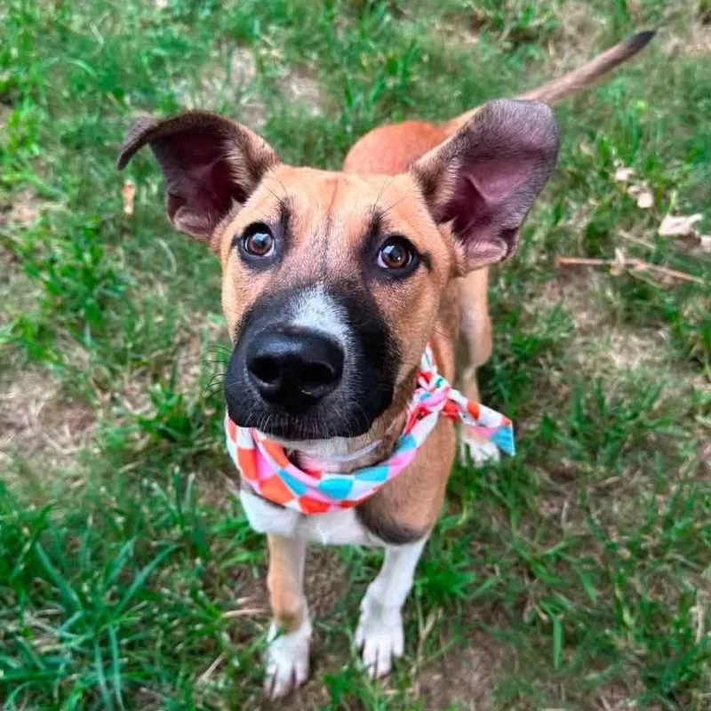 Mr. Luigi the Sweetheart thumbnail 6