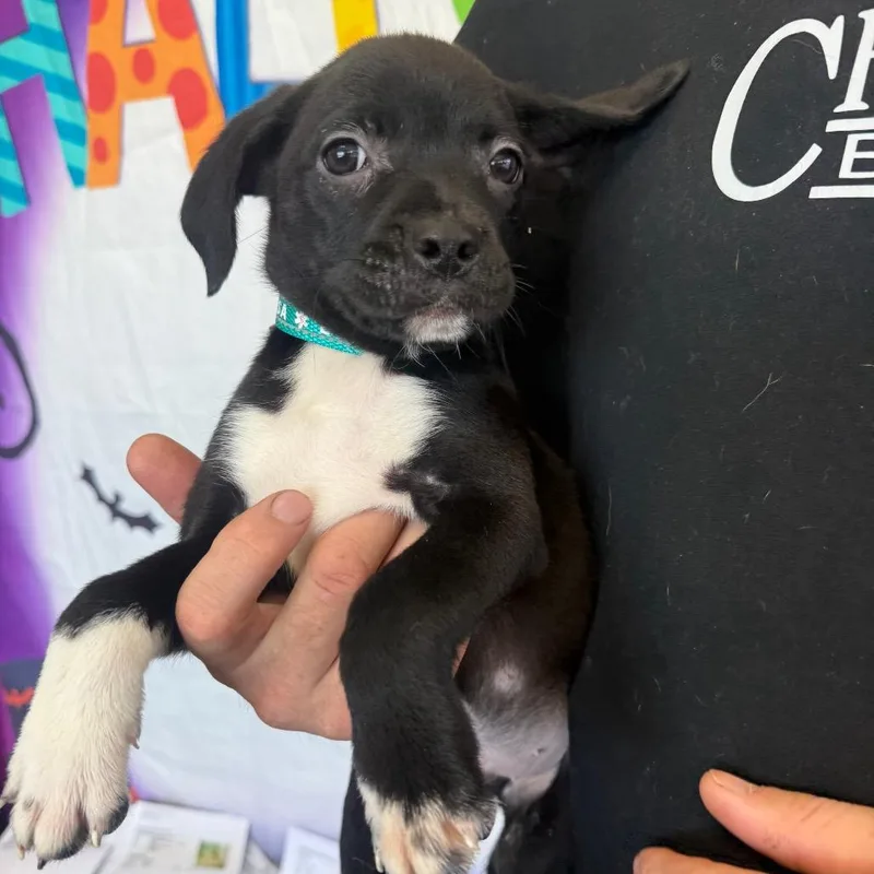A baby medium-sized male Black Labrador Retriever dog named Wesley for adoption in Normal, IL