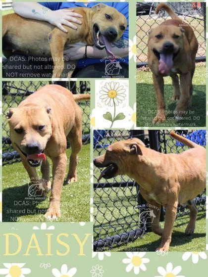 An adult large-sized female American Staffordshire Terrier dog named Daisy for adoption in Kenansville, NC