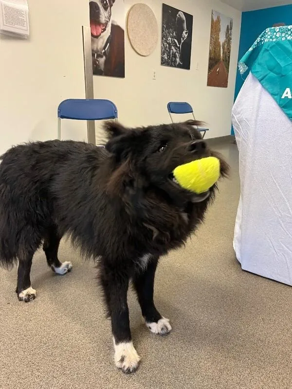 An adult medium-sized male Black Husky dog named Tamizar for adoption in Fort Collins, CO