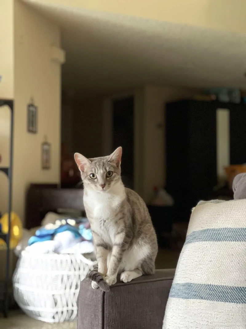 Bonded Pair: Ferguson And thumbnail 3