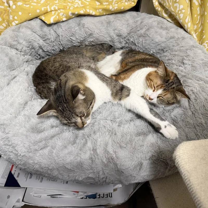 Henrietta thumbnail 2