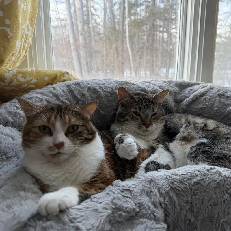 Henrietta thumbnail 3