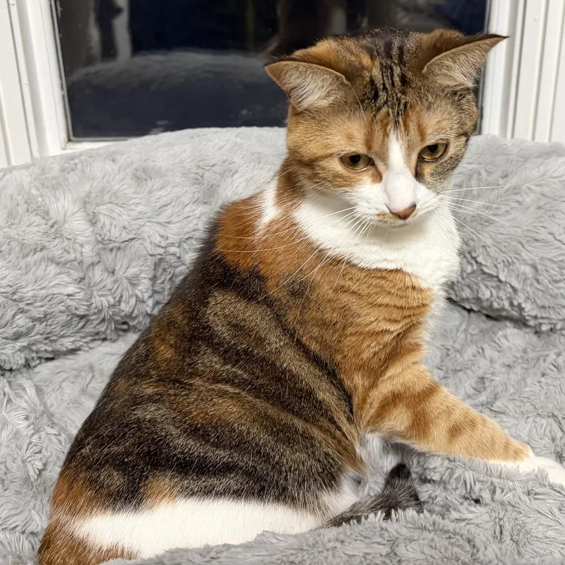 Henrietta thumbnail 4