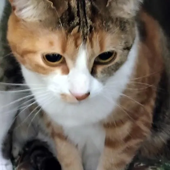 Henrietta thumbnail 5