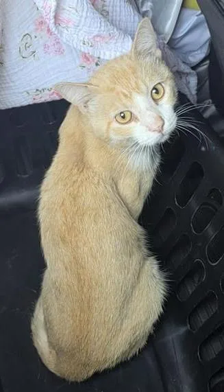 An adult large-sized male Domestic Short Hair cat named Ponzu for adoption in San Antonio, TX