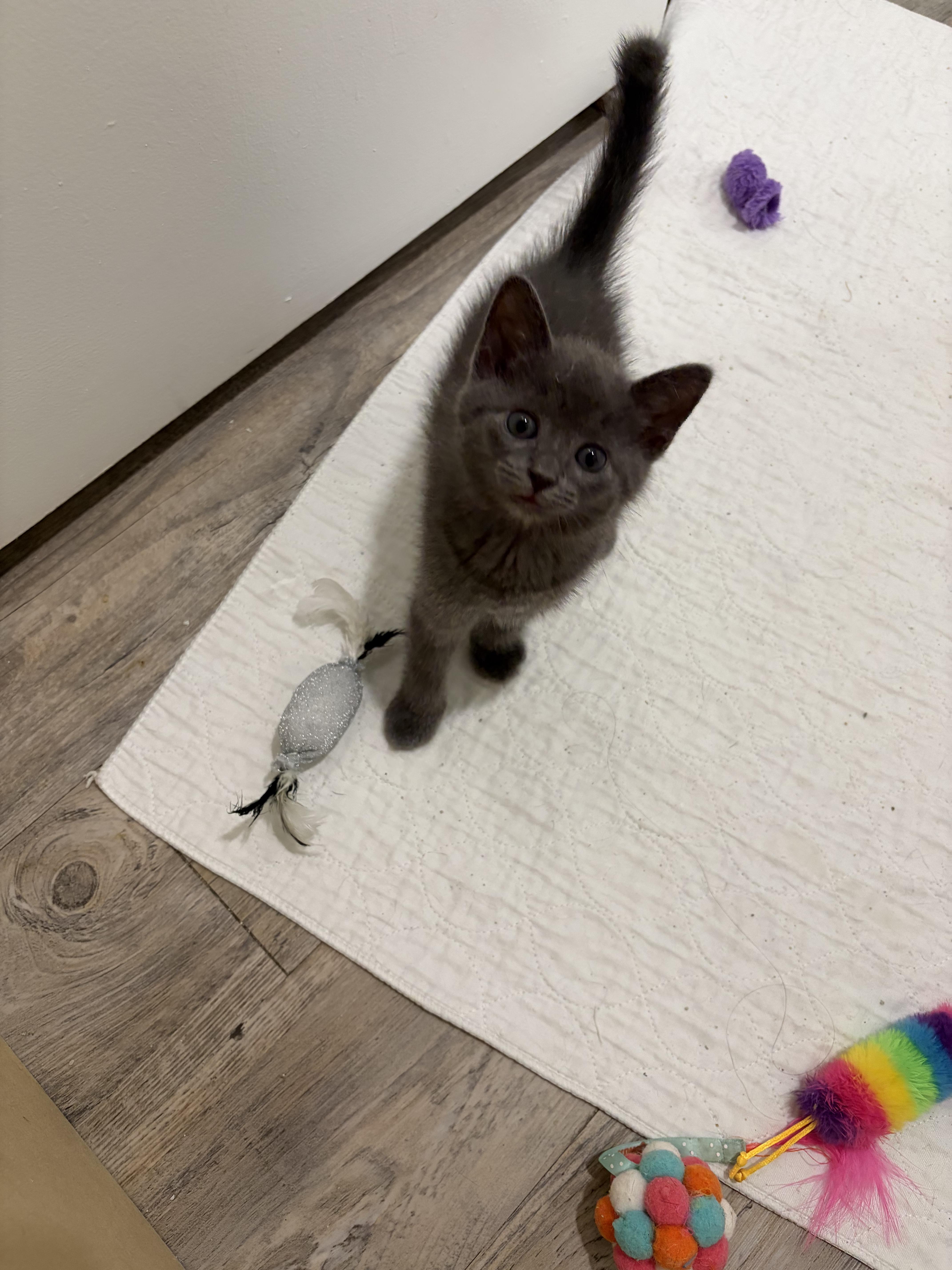 A baby small-sized female Gray / Blue / Silver Domestic Short Hair cat named Ash for adoption in Coconut Creek, FL