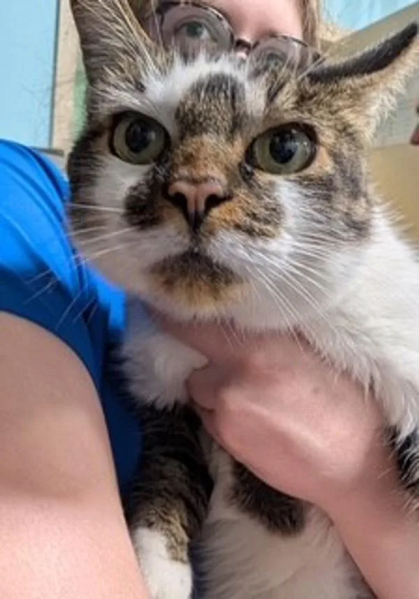 An adult large-sized male Domestic Short Hair cat named Jack for adoption in Dallas, GA