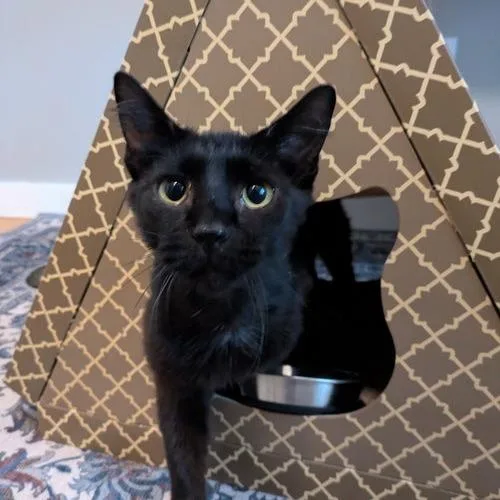 A young small-sized female Domestic Short Hair cat named Savvy for adoption in Georgetown, KY