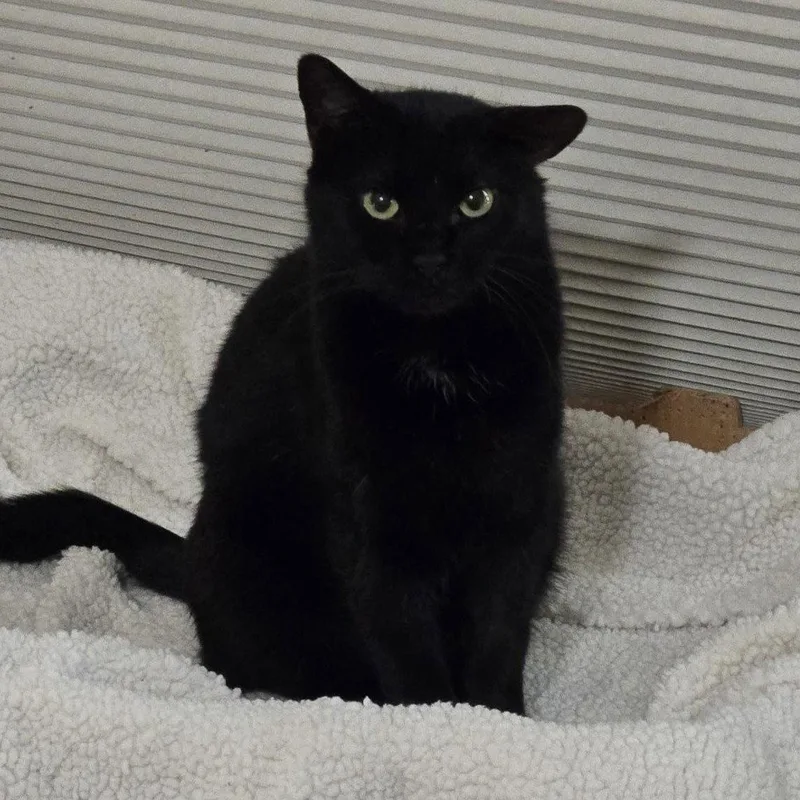 A young medium-sized female Black Domestic Short Hair cat named Harper for adoption in Garland, TX