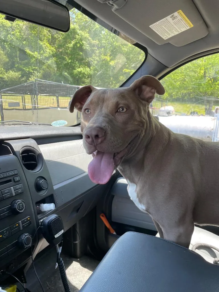A young large-sized female Mixed Breed dog named Luna for adoption in Columbia, TN