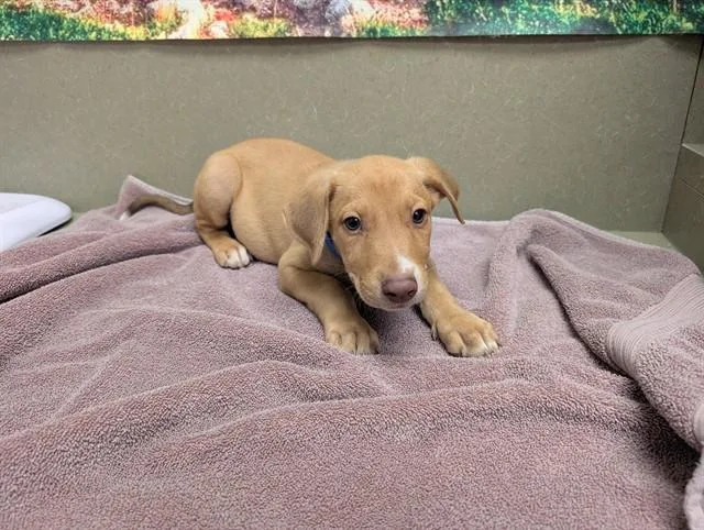 A baby small-sized male Labrador Retriever dog named A for adoption in Moreno Valley, CA