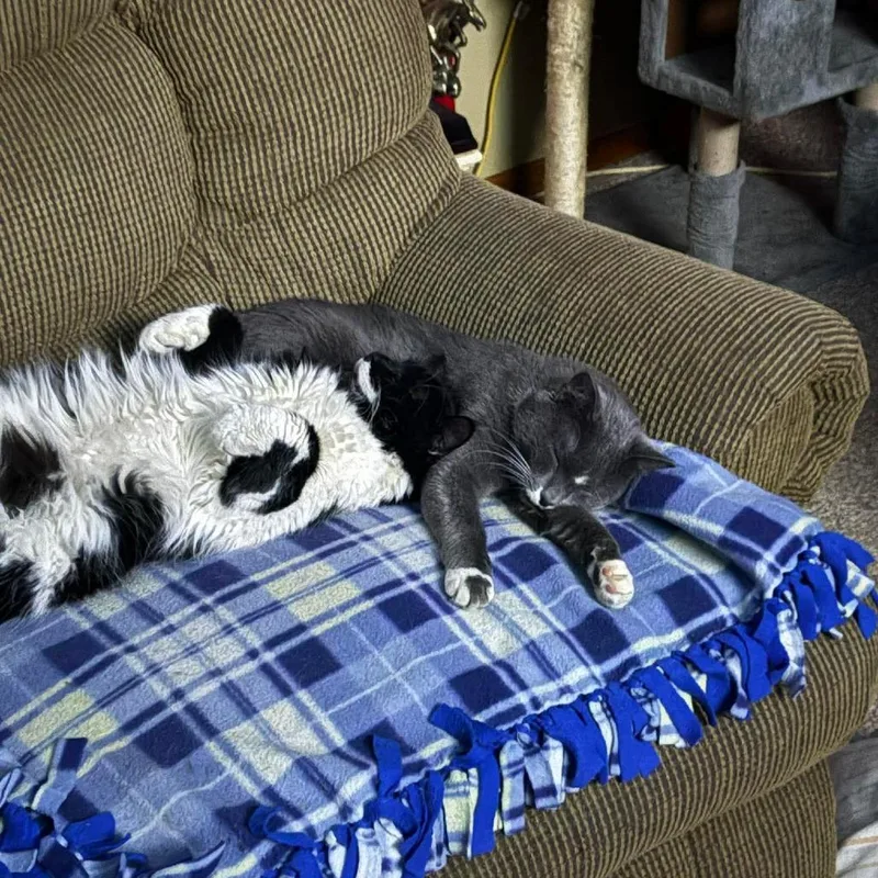 An adult large-sized male Gray / Blue / Silver Domestic Short Hair cat named Rambo for adoption in Grand Rapids, MN