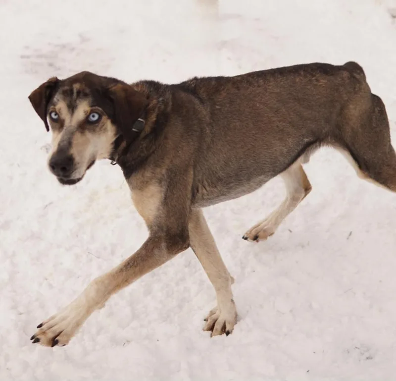 Snickers thumbnail 3