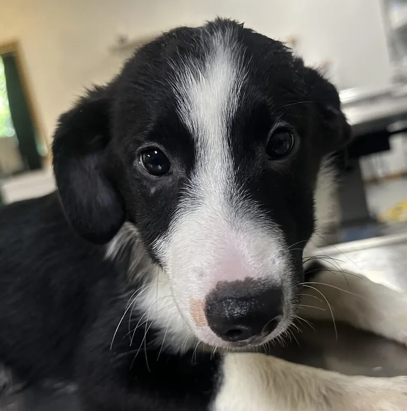 A baby small-sized male Tricolor (Brown, Black, & White) Australian Shepherd dog named Cedar Orange Collar for adoption in Anoka, MN
