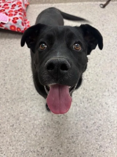 A young medium-sized male Labrador Retriever dog named Kirby for adoption in Brighton, CO