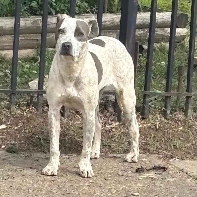 An adult medium-sized female Black Mixed Breed dog named Joanna for adoption in Memphis, TN