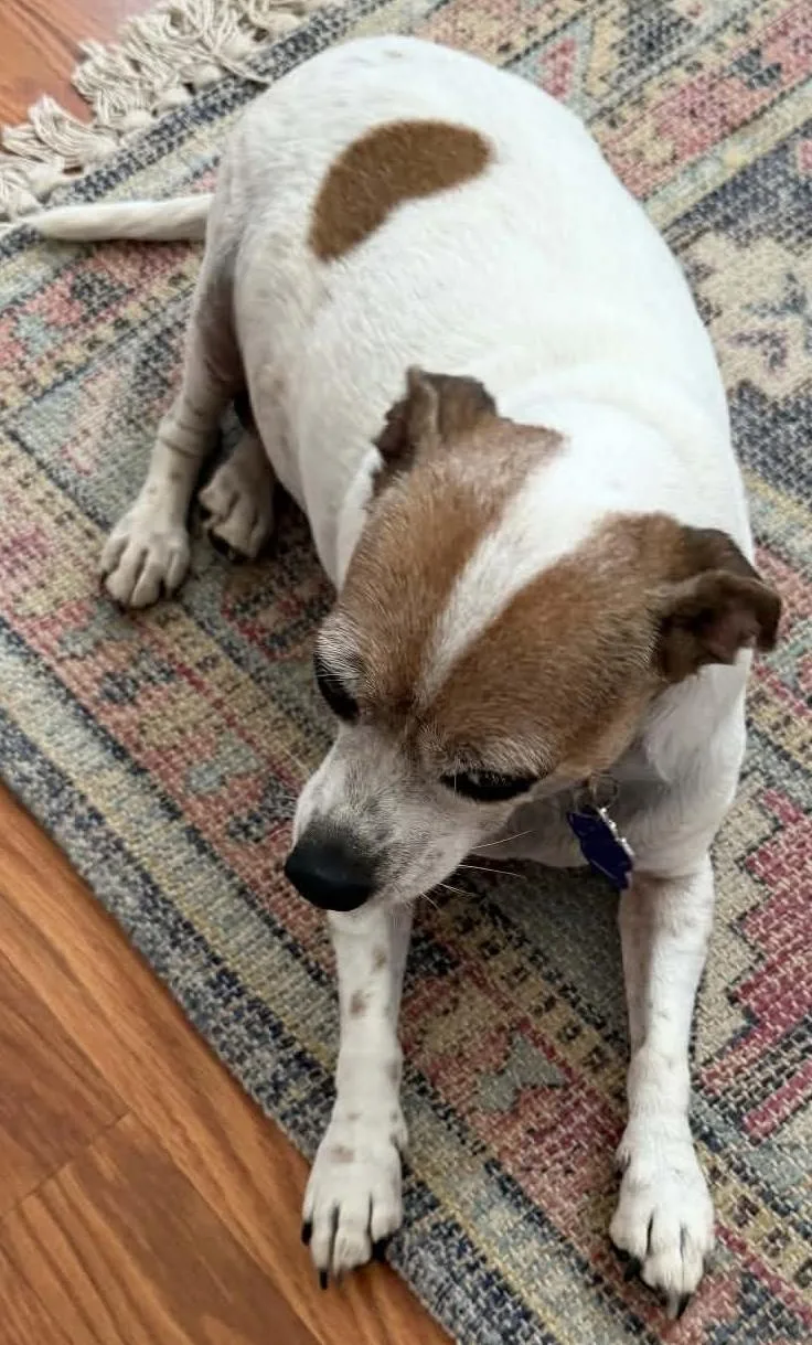An adult small-sized female Chihuahua dog named Trixie for adoption in Woodland, CA