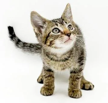 A baby small-sized male Tabby cat named Zinger will rock your for adoption in Bedford Hills, NY