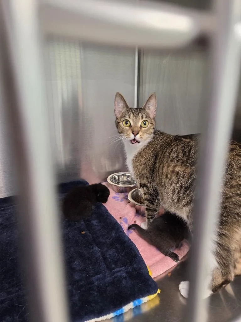 A young medium-sized female Domestic Short Hair cat named Ember for adoption in Athens, TN