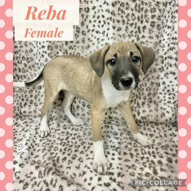 A baby medium-sized female Mountain Cur dog named Reba for adoption in Manchester, CT