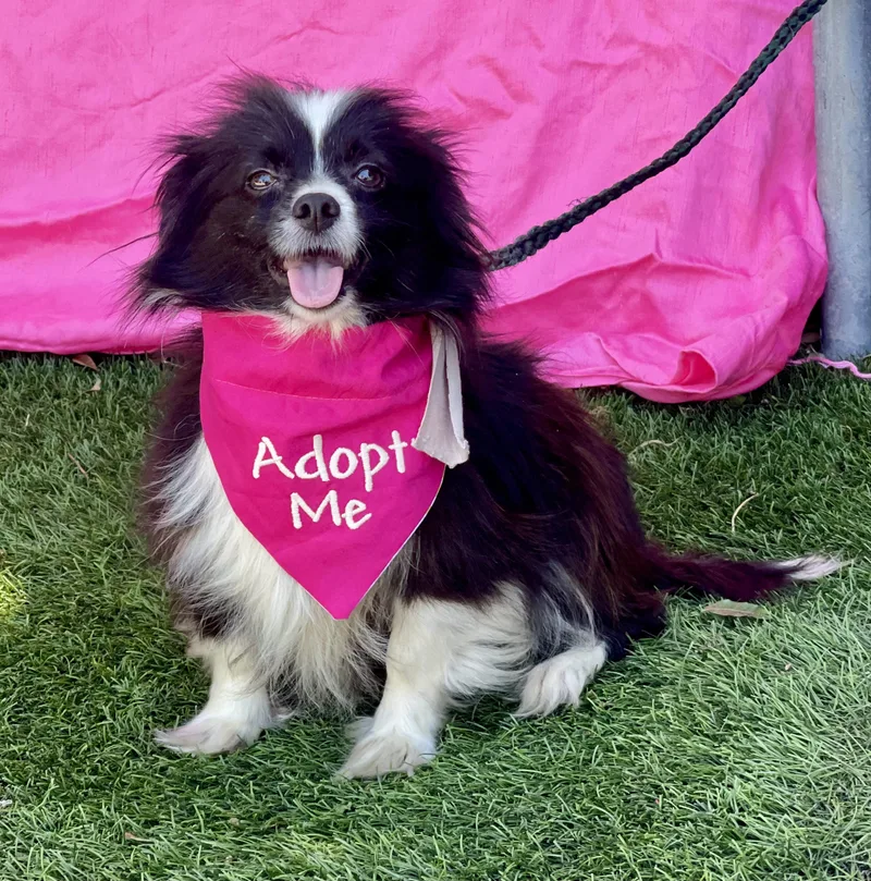 An adult small-sized female Black Pomeranian dog named Zoe for adoption in Rowland Heights, CA