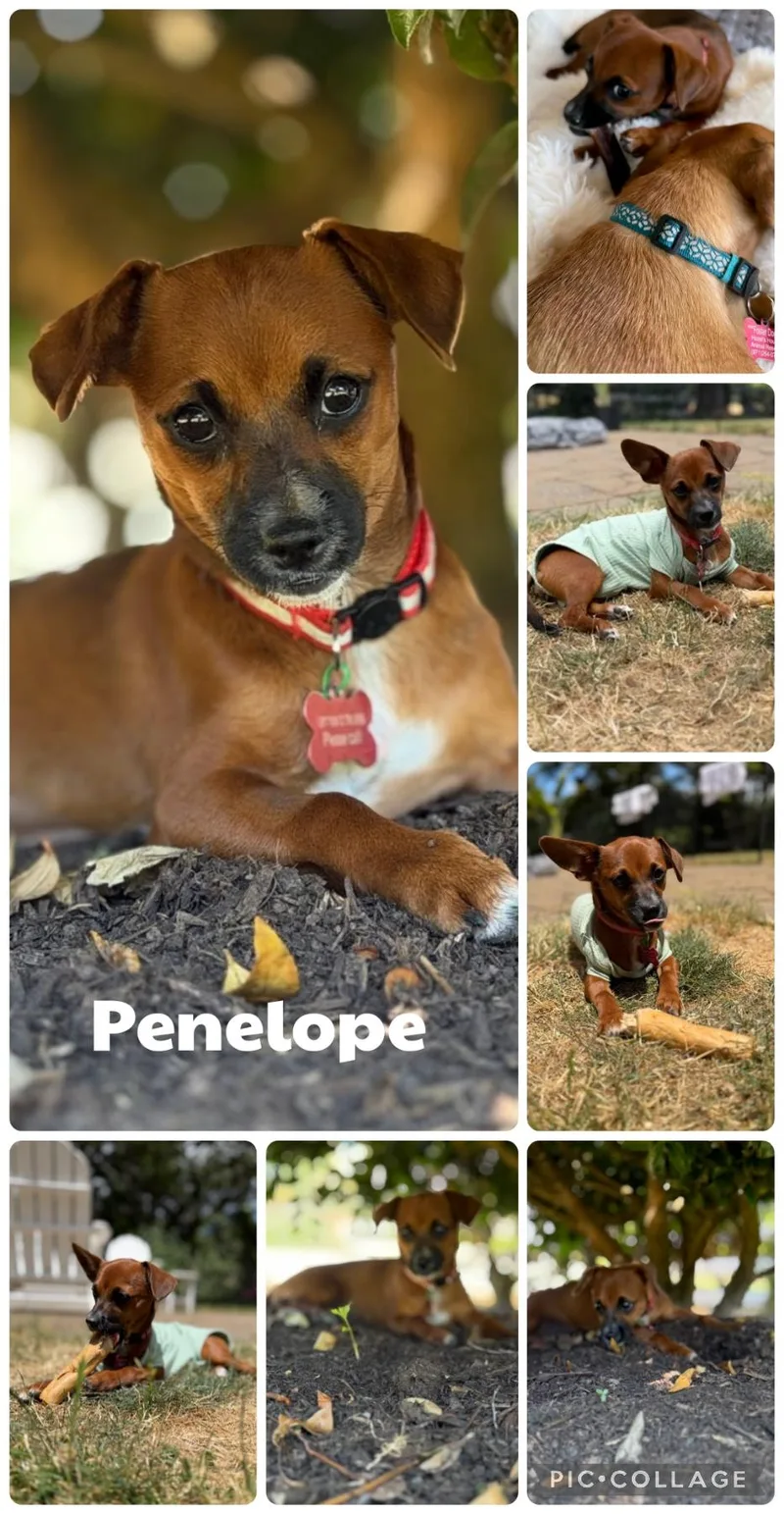 Penelope