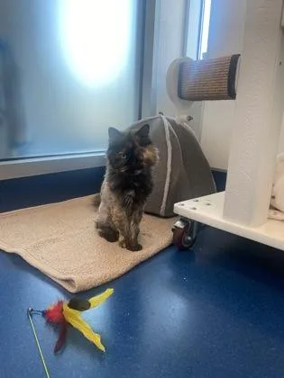 A senior small-sized female Domestic Long Hair cat named Cozy Mittens for adoption in Roseville, CA