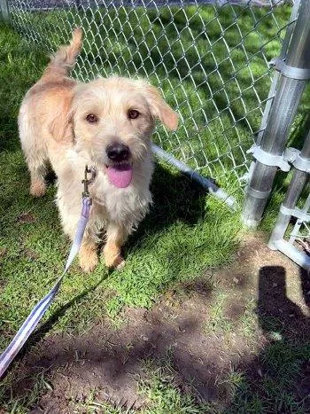 A young small-sized male Yellow / Tan / Blond / Fawn Poodle dog named Simba for adoption in Bedford Hills, NY