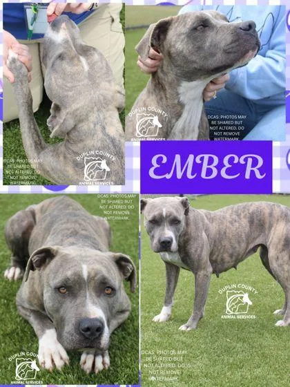 An adult medium-sized female Mixed Breed dog named Ember for adoption in Kenansville, NC