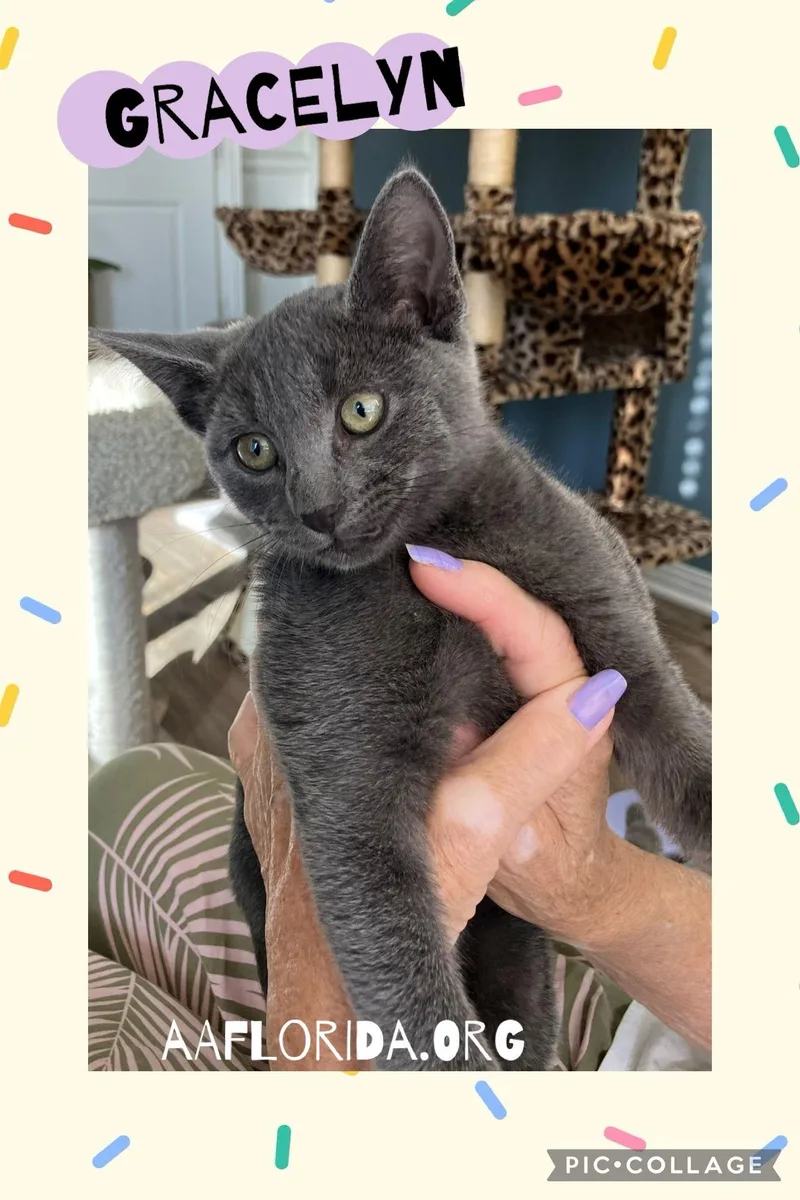 Gracelyn thumbnail 2