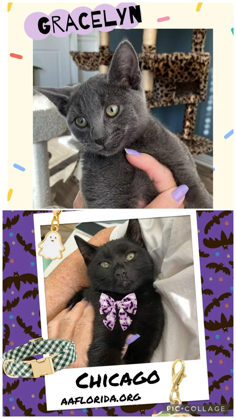 Gracelyn thumbnail 3