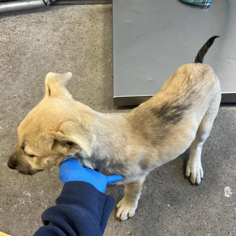 A baby medium-sized female Apricot / Beige Mixed Breed dog named Victoria for adoption in Las Cruces, NM
