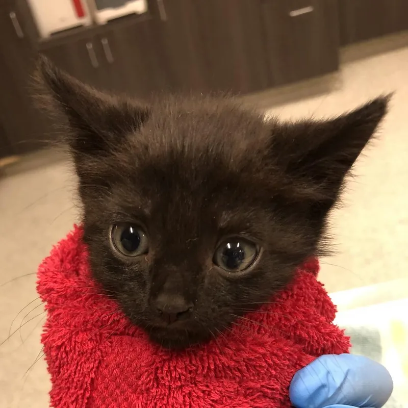 A baby small-sized male Black Domestic Short Hair cat named Hemalite for adoption in Oak Park, IL