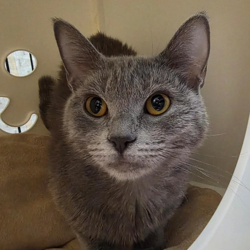 A young medium-sized female Gray / Blue / Silver Domestic Short Hair cat named Gemma for adoption in Oshkosh, WI