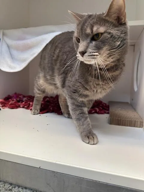 An adult medium-sized male Tabby (Gray / Blue / Silver) Domestic Short Hair cat named Buckles for adoption in Manassas, VA