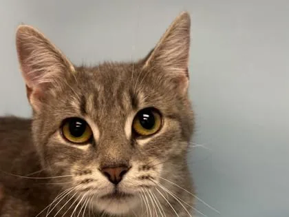 An adult small-sized female Domestic Short Hair cat named Stassi for adoption in Woodbury, MN