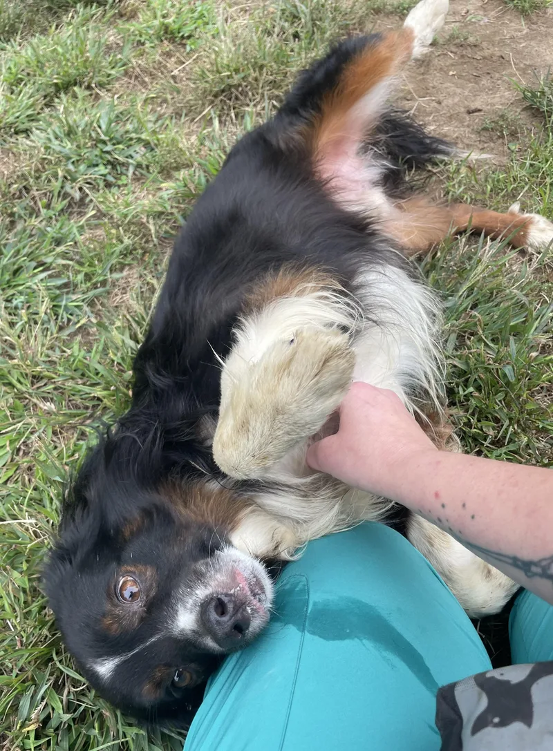 A young medium-sized male Australian Shepherd dog named Pepperoncini for adoption in Mishawaka, IN