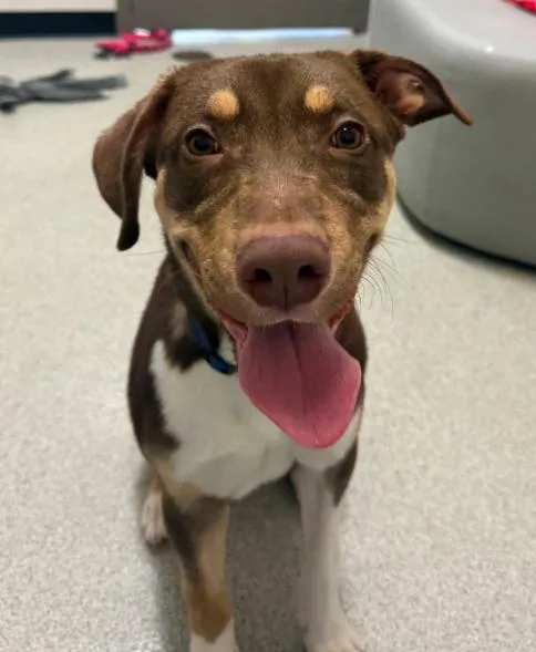 A young medium-sized male Tricolor (Brown, Black, & White) Labrador Retriever dog named Mr. Mcsniffs for adoption in Palatine, IL