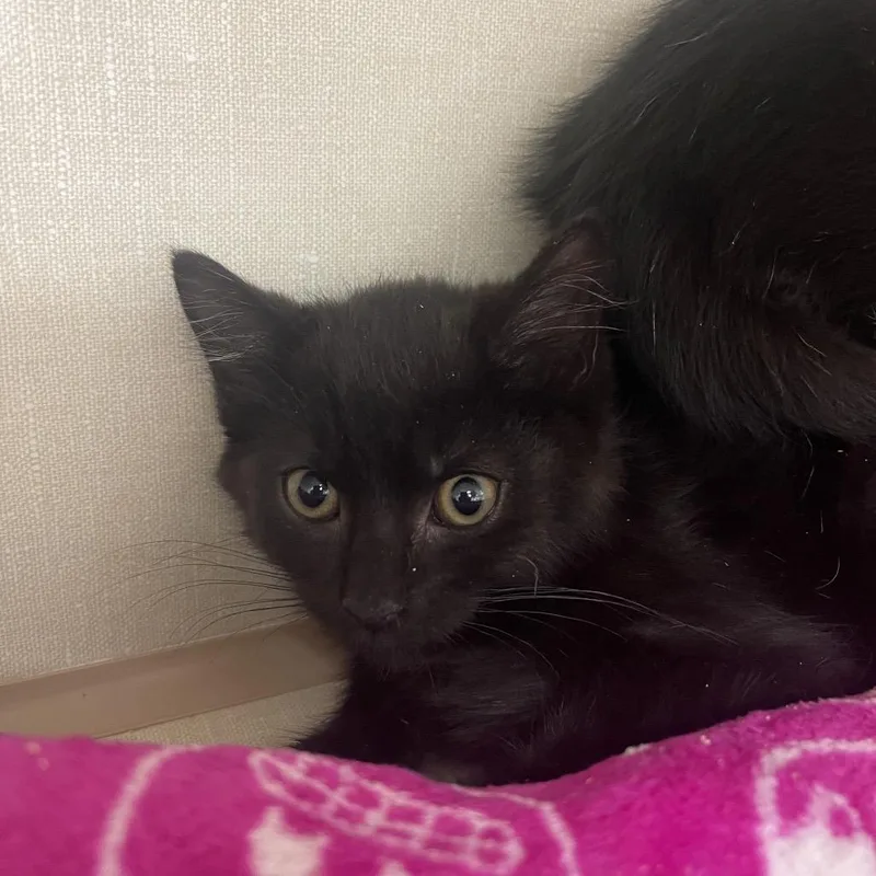 A baby small-sized male Black Domestic Short Hair cat named Max D for adoption in Mentor, OH