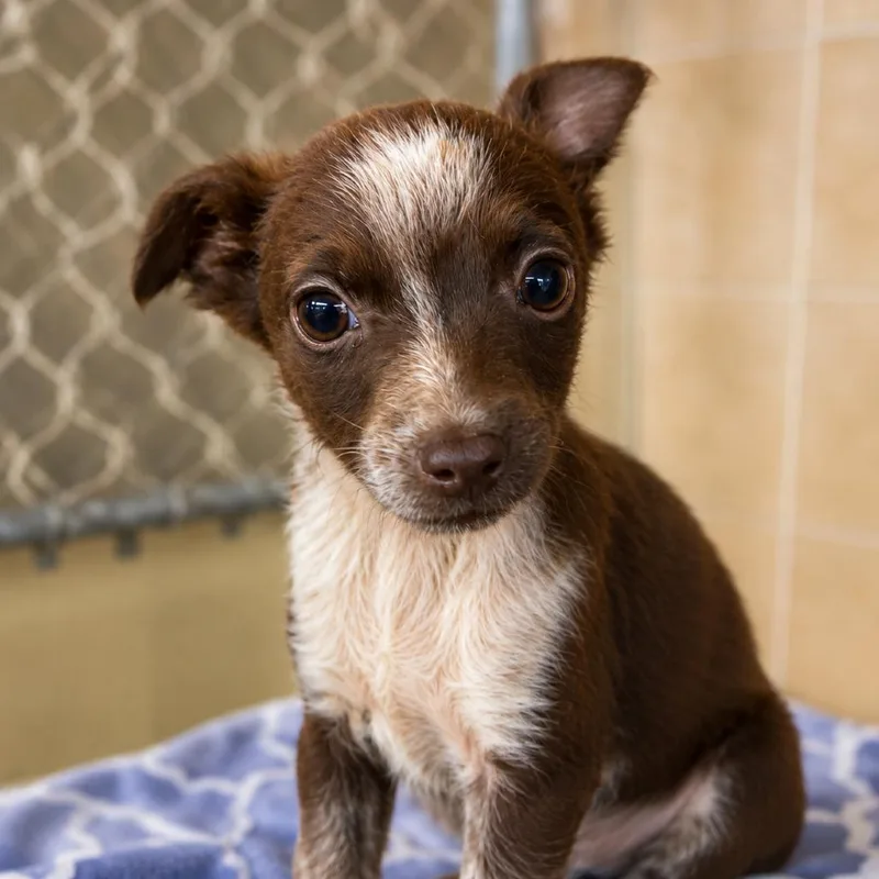 A baby small-sized male Brown / Chocolate Spaniel dog named Landon for adoption in Sonoma, CA