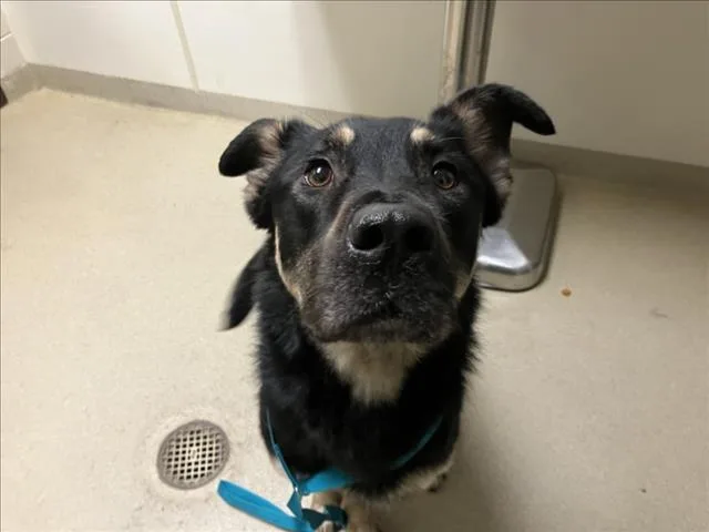 A young medium-sized male German Shepherd Dog dog named Theon for adoption in Chapel Hill, NC