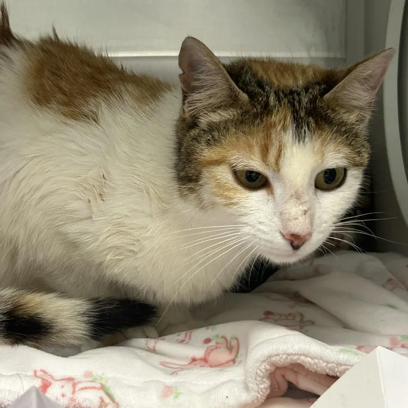 An adult medium-sized female Calico Domestic Short Hair cat named Puddle Jumper for adoption in Chattanooga, TN