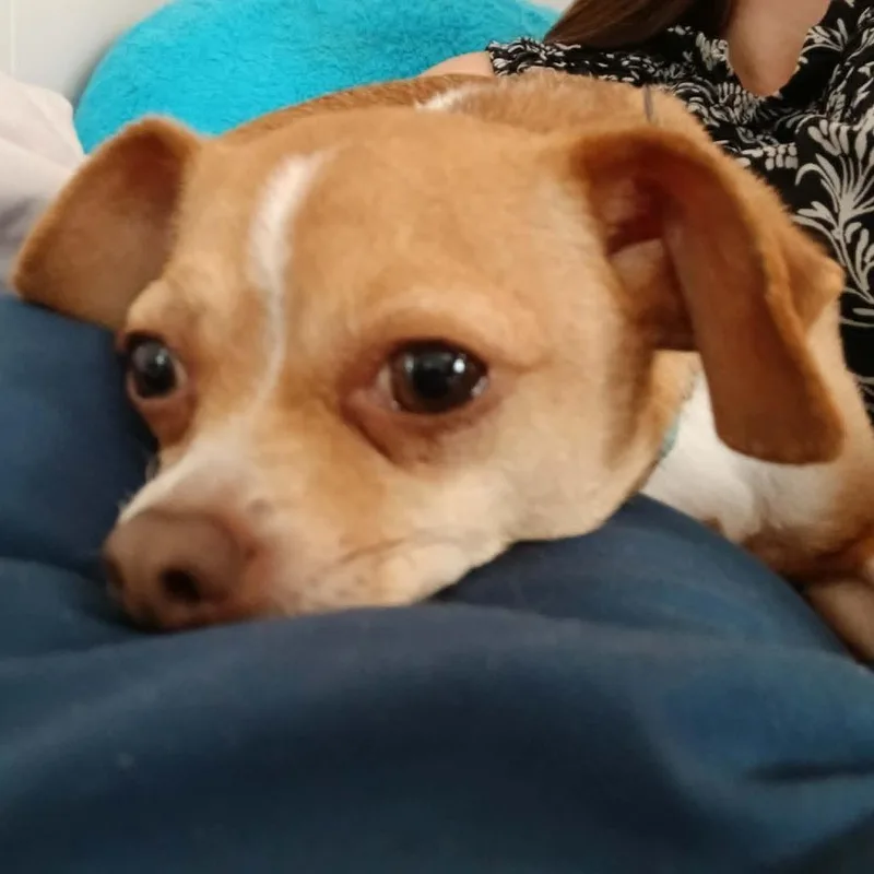 An adult small-sized male Yellow / Tan / Blond / Fawn Mixed Breed dog named Rex for adoption in West Olive, MI