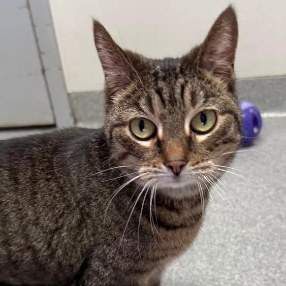 An adult medium-sized female Tabby (Brown / Chocolate) Domestic Short Hair cat named Isadora for adoption in New Philadelphia, OH